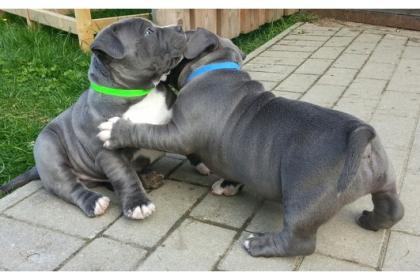 Reinrassige American Staffordpitbull Welpen.