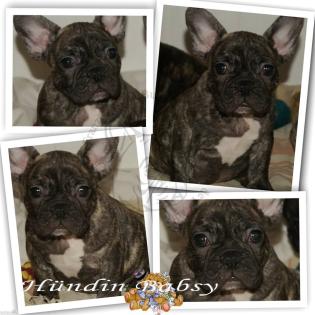 Französische Bulldoggen Hündin Babsy mit Pap.