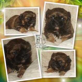 Shih Tzu Welpen mit Ahnentafel
