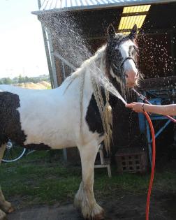 Große Tinker Stute-sehr schön geritten//whatsapp :: +380632191267