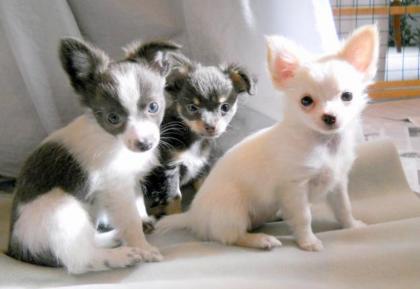 Wunderschöne MINI Chihuahua Welpen