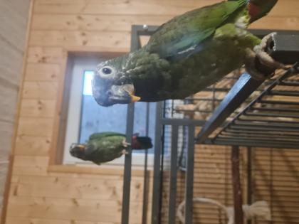 Maximilianpapagei jung und handzahm 