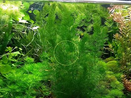Rotstängeliges Hornblatt „Mexiko“, Aquarienpflanzen (Versand/ Abholung)