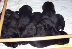 Typvolle Labradorwelpen