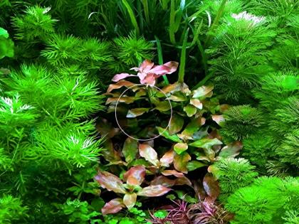 Rotgrüne Ludwigie, Bündel, Aquarienpflanzen (Versand/ Abholung)