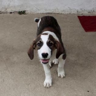 Grisu - wurde zusammen mit Adele gefunden