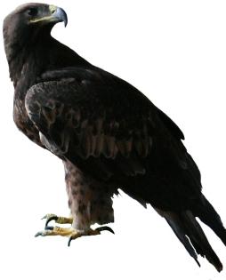 Greifvögel: Falken, Habichte und Adler