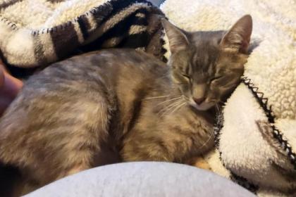 SALLY -europäische Hauskatze - 1 Jahr - Tierhilfe-Franken e.V.