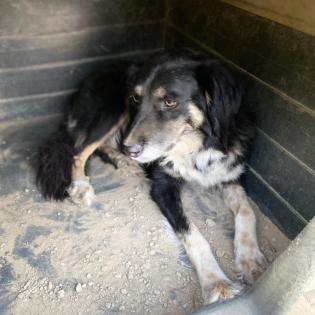 Bonnie sucht eine Familie