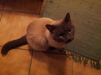 Kater vermisst in Dietzenbach - Bitte melden !