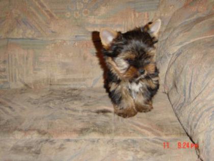 Yorkshire Terrier Welpe
