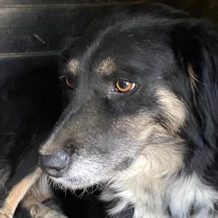 Bonnie sucht eine Familie