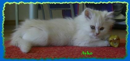 Perserkaterchen mit Nase sucht super nette Familie