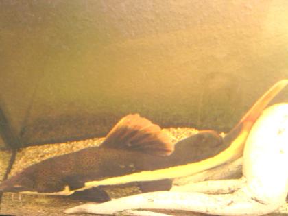 Phractocephalus hemioliopterus, (Rotflossen-Antennen?wels), ca. 35-45cm