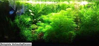 Rotstängeliges Hornblatt „Mexiko“, Bündel, Aquarienpflanzen (Versand/ Abholung)