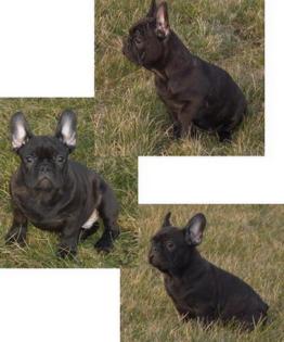 Französische Bulldoggen