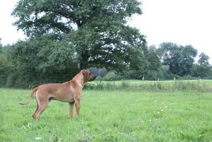 Rhodesian Ridgeback