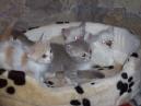 Kartäuser- + Hl.-Birma-Kitten