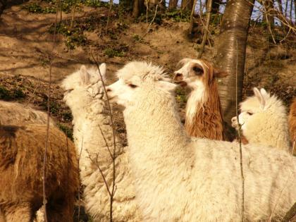 Wunderschöne Alpaka