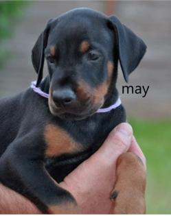 Reinrassige Dobermannwelpen aus Erbzucht deutscher Rassen