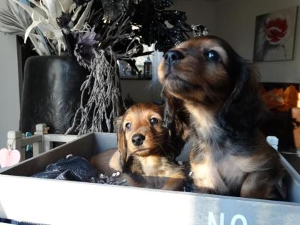 Zauberhafte Zwerg u. Kaninchenlanghaardackel Welpen