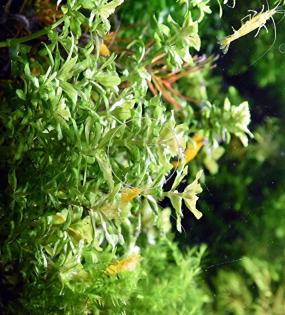 Kleiner Wasserstern, Aquariumpflanzen, Versand
