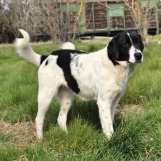 Zaza - nicht ganz so schüchtern wie Zozo