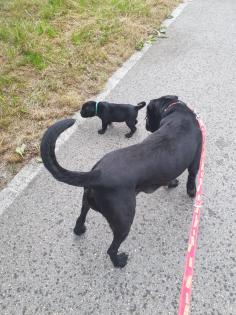 Zürich: Süsse Cane Corso Welpen suchen Lebensplatz