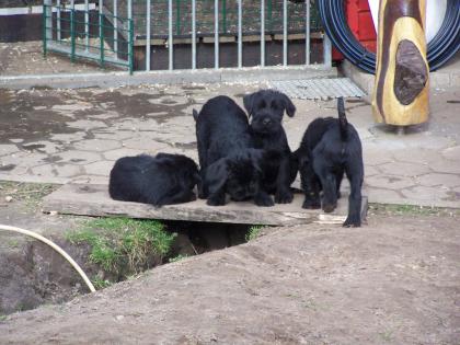 Riesenschnauzer Welpen 