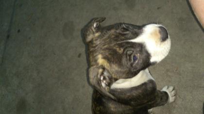 Schöner American Staffordshire Terrier zu verkaufen