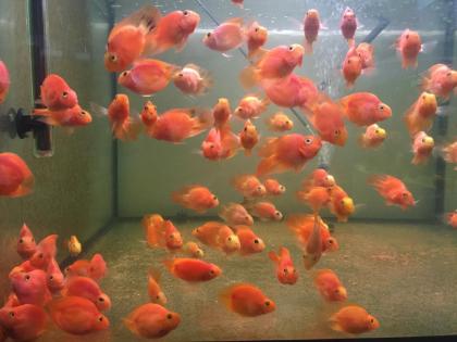 Papageienbuntbarsche rot