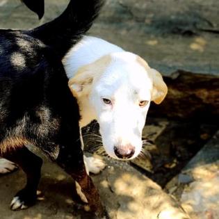 Silas sucht ein passendes Zuhause