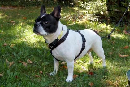COCOLINA - Französische Bulldogge - 8 Jahre - Tierhilfe-Franken e.V.