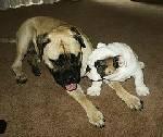 ENGLISH BULL DOG