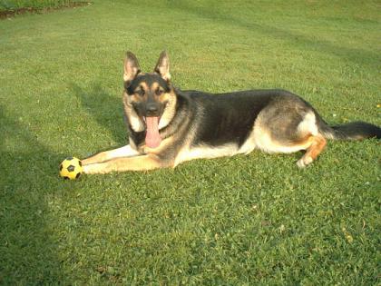 Hunde
