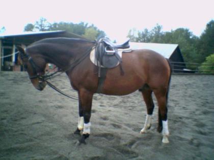 Reitbeteiligung zu verbegen !!!