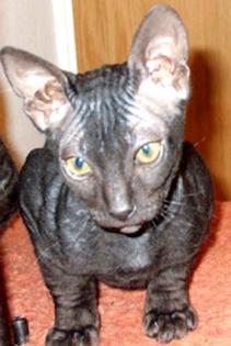 Don Sphynx Kater zu verkaufen!