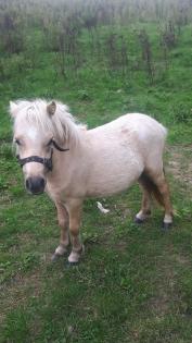 Aus Hobby Zucht mehrere Geritten und gefahrene Shetty's und Pony's zu Verkaufen