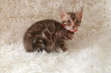 Reinrassige Bengalkitten mit Stammbaum! Mini Leoparden!