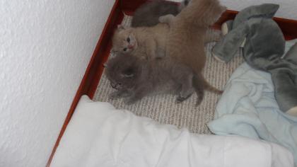 BKH Kitten  