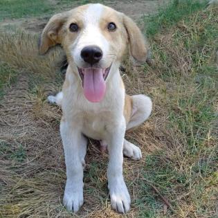 Linus - sucht ein hundeerfahrenes Koerbchen