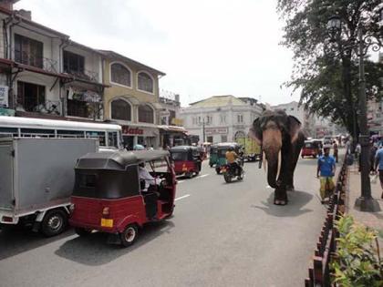 Sri Lanka- Billiger Mietwagen