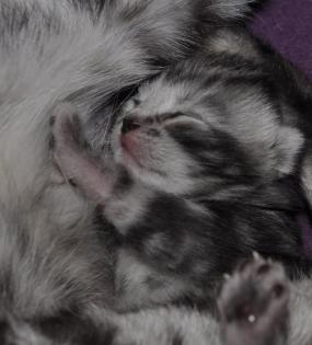 BKH silver tabby classik Kitten mit klasse Stambaum
