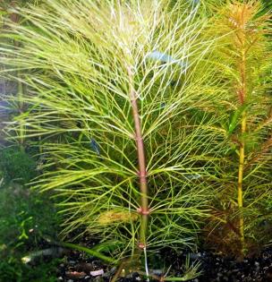 Austr. Sumpffreund (Browns), Bündel (Versand/ Abholung)