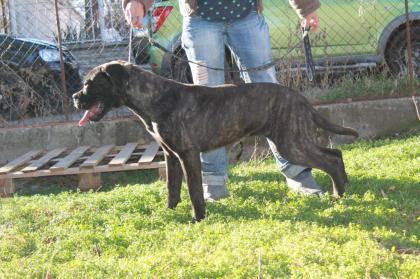 Cane Corso Hundin