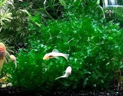 Süsswassertang, Aquarienpflanzen, Aktion, Versand