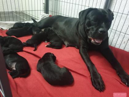 Zürich: Süsse Cane Corso Welpen suchen Lebensplatz