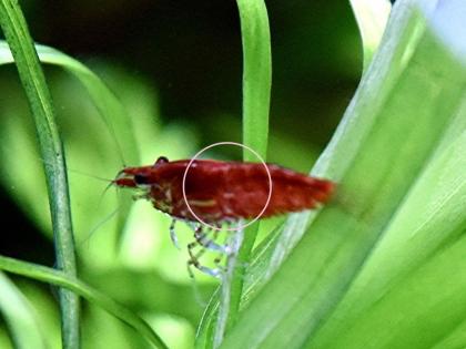 Red Fire Garnele, Zwerggarnele, reinerbig, 9€/ 10 Stck. (Versand/ Abholung)