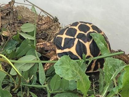 Sternschildkröten NZ 2021 ( Geochelone elegans )