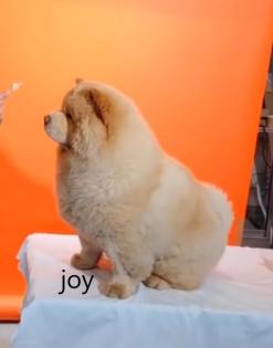 Chow-Chow - Welpen - von der Liebe zur Familie